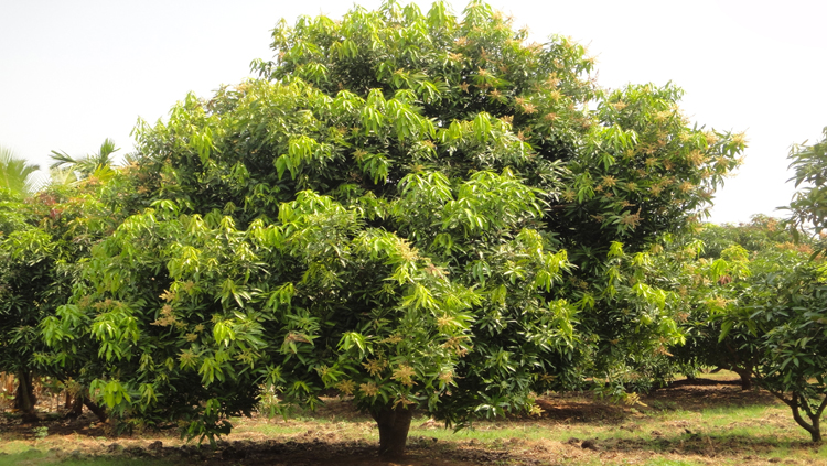 Grown mango tree