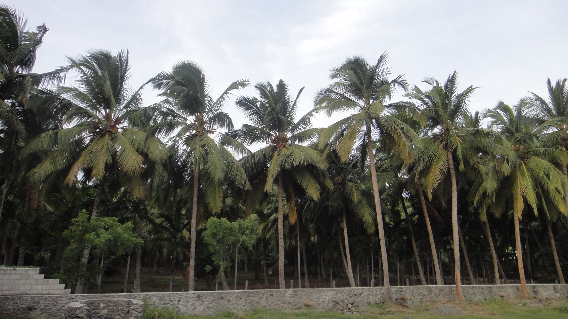 Coconut Farm 