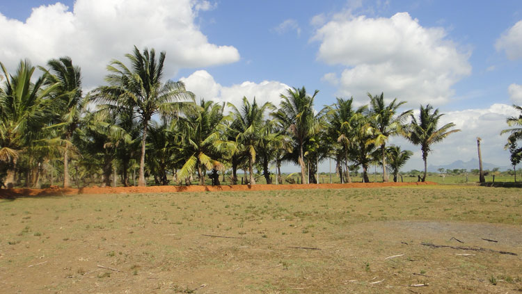 Field before cultivation.